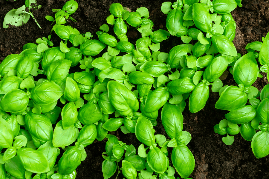 Sweet Basil: Beneficial for Health, Home, and Garden